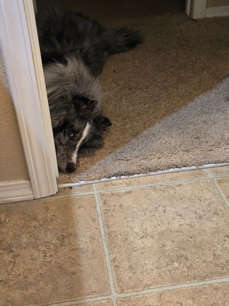 Bi-blue sheltie waiting for his own hotel eggs. Or at least borkfast, if his mom would stop doomscrolling.