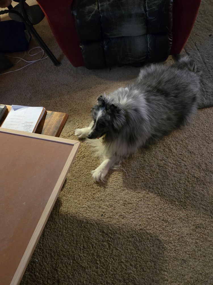 Bi-blue sheltie who thinks it's No Look Friday.