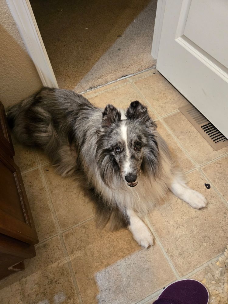 Bi-blue sheltie on potty snoopervision. 