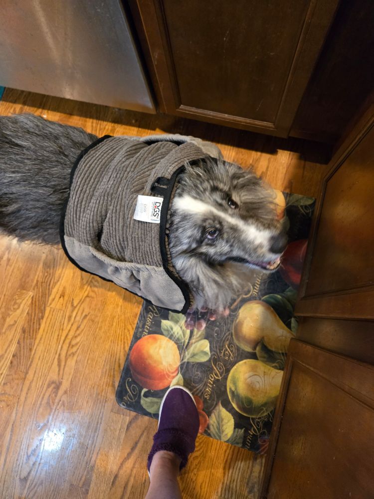 Bi-blue sheltie with a towel draped over him after standing around in the sprinklers.