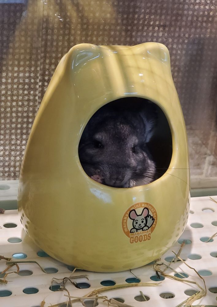 A photo of a chinchilla in a little chinchilla shaped chinchilla house.