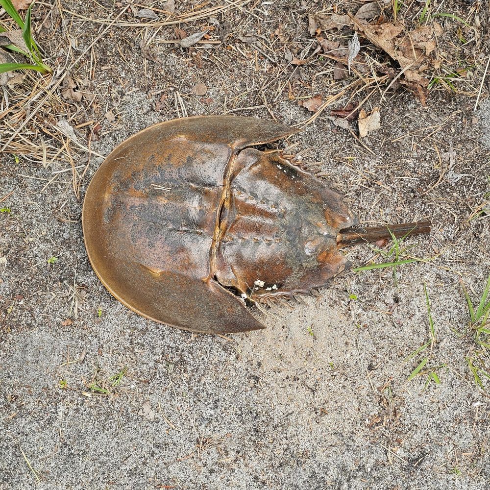 Horseshoe crab