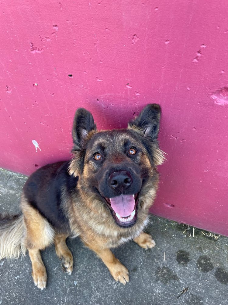 Java, a German Shephard mix, smiling because she is so happy to see me after 10 days. 