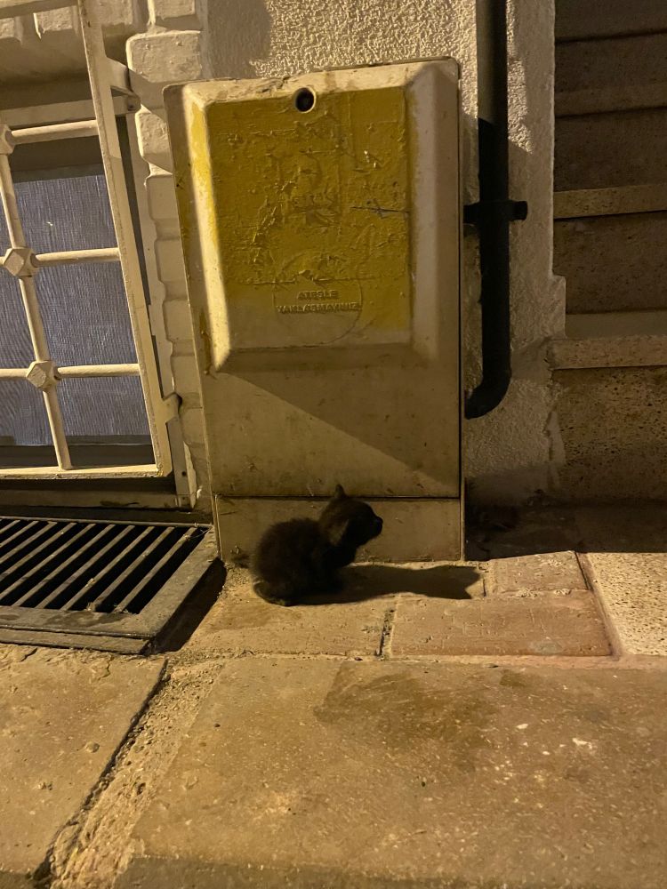 A tiny black kitten. 