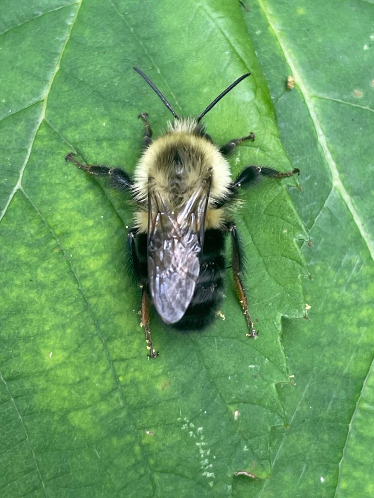 Common Eastern Bumblebee sitting on a leaf. Yellow markings on its front half with a black back half. 