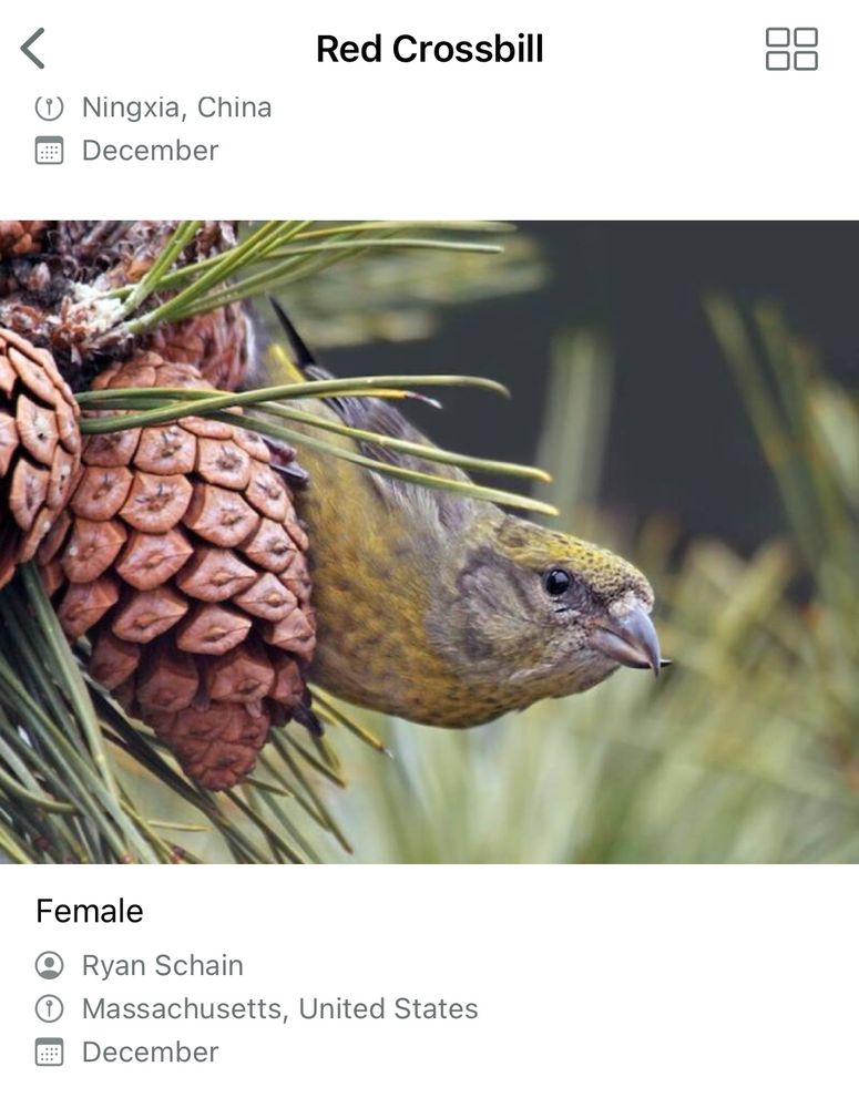Female Red Crossbill. She is a type of Finch. Yellow with grey patches. 