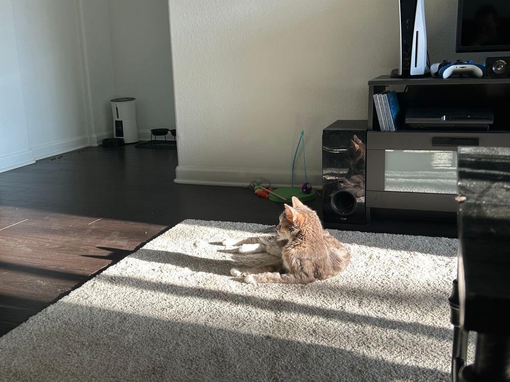 Little kitty being in the sun and chilling out 