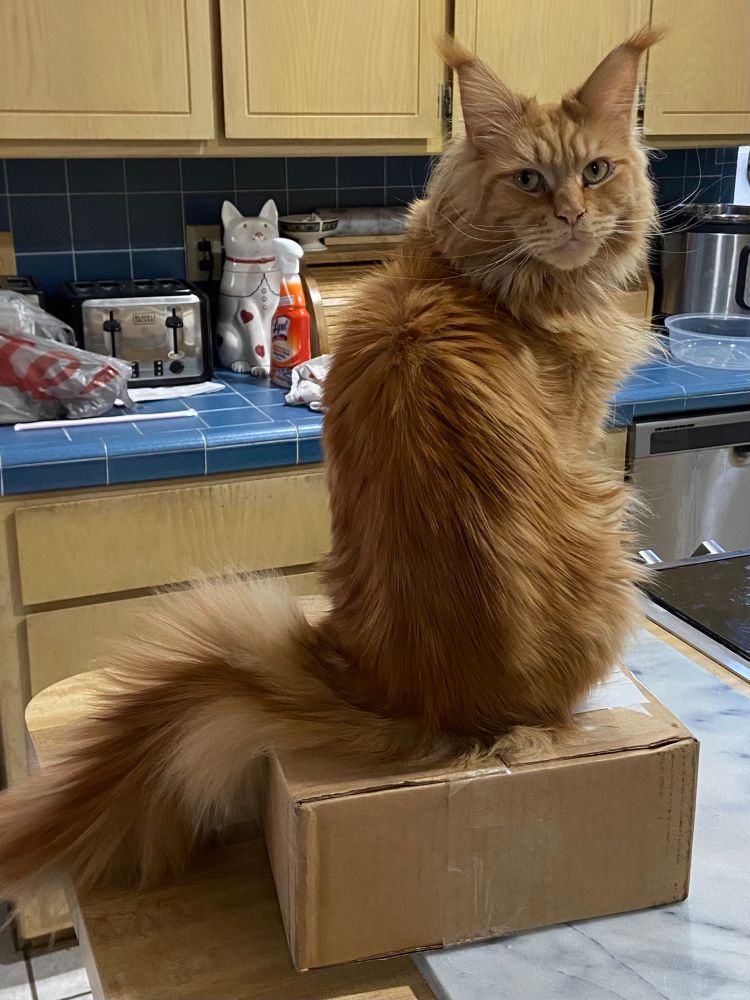 Picture of my family’s cat Mona, she’s an orange tabby Maine Coon. She’s sitting on a package in our kitchen, she loves sitting on boxes. 