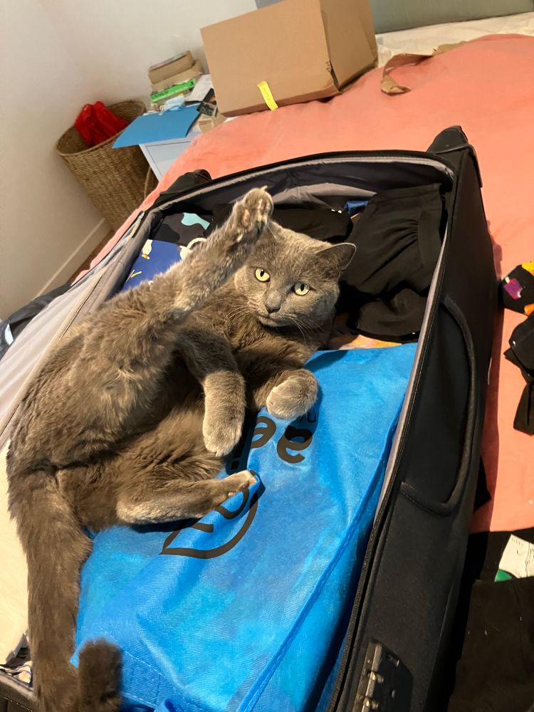 A grey cat sprawled inelegantly in a half packed suitcase, one leg raised and with an indignant expression 