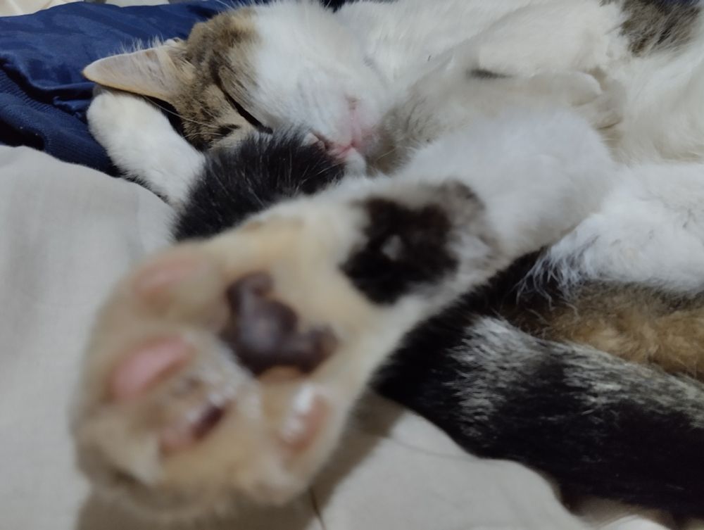 Cat sleeping with one front paw stretched out