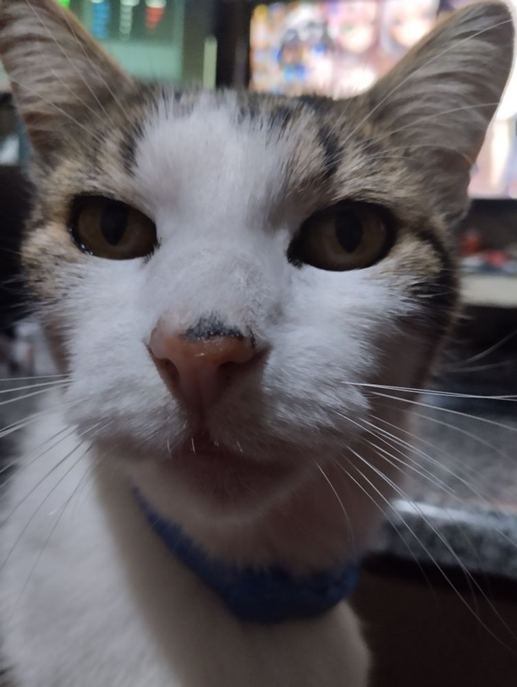 Cat selfie (face front) with blurrded computer monitors on the back