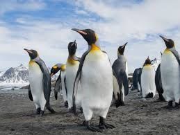 Eine Gruppe von Pinguinen steht auf einem Erdboden. Hinter ihnen ist der Himmel mit weißen Wolken unf Berge mit Schnee