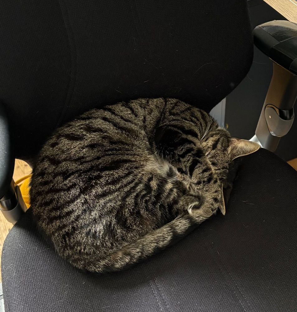 A tabby cat sitting on her owner's desk chair so she can do no work