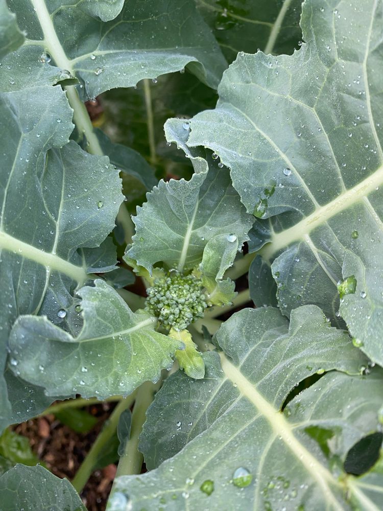 A close up image of a broccoli plant with a Amal head of broccoli beginning to emerge. 