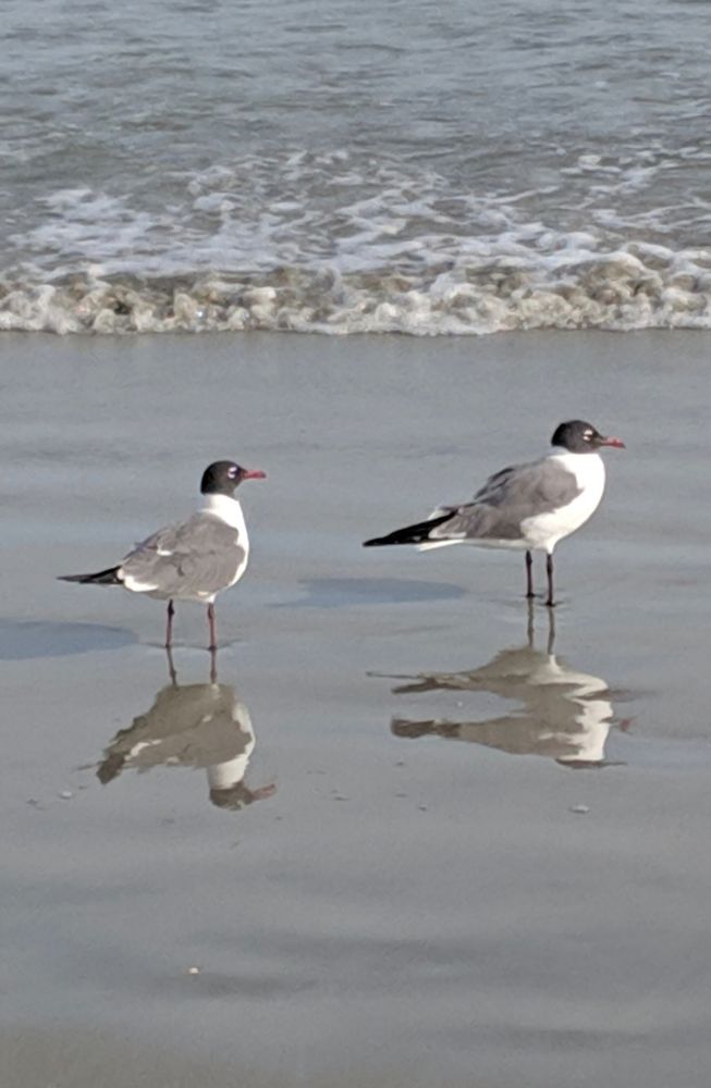 Two small shorebirds, black and white, on the edge of the ocean. Their reflection in the wet sand looks like a mirror. 