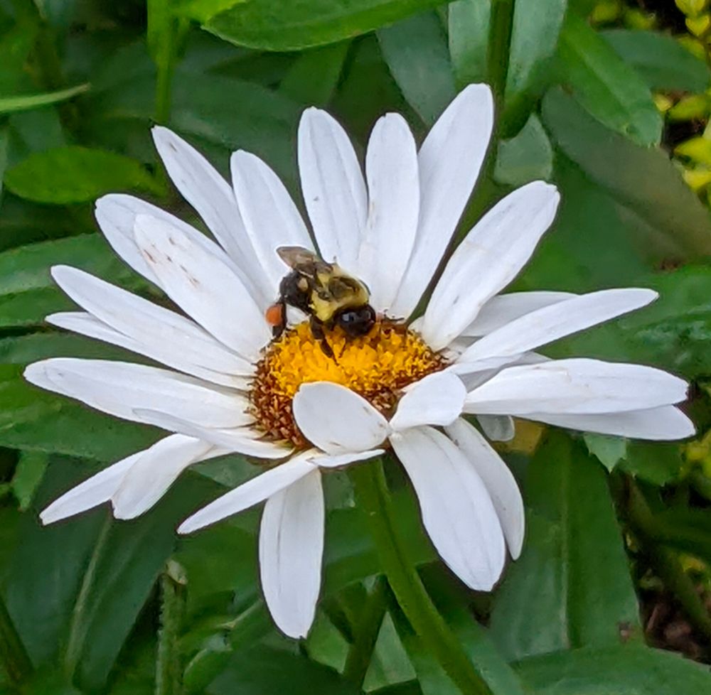 Bee sits on a flower with white petals and golden yellow middle. The petals are bent in front and stand up behind the bee making the flower look like a chair. The background is pretty dark green grasses. 
