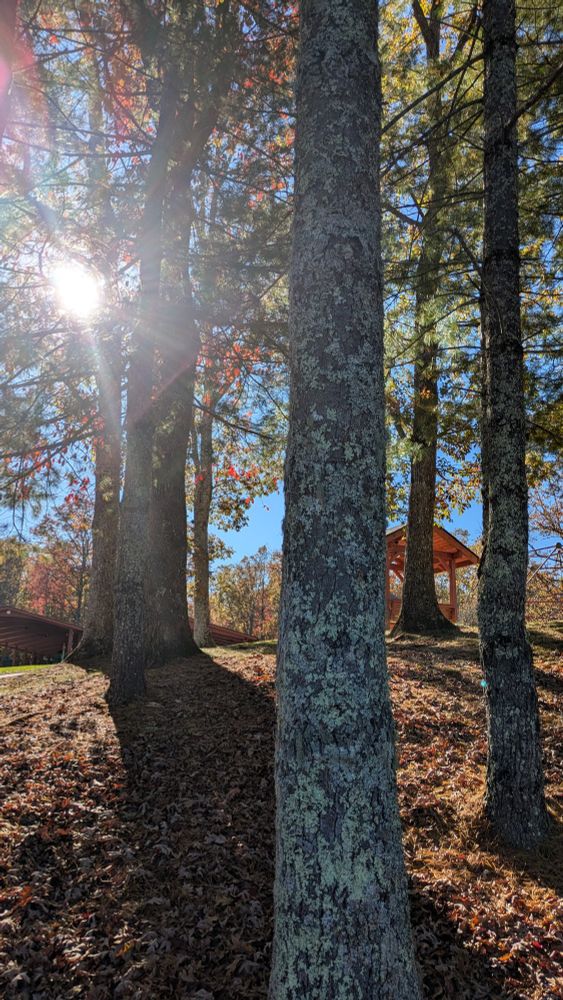 Tall trees on a brown hill look like soldiers standing guard. The sun peaks through colorful leaves at the top of the picture. 