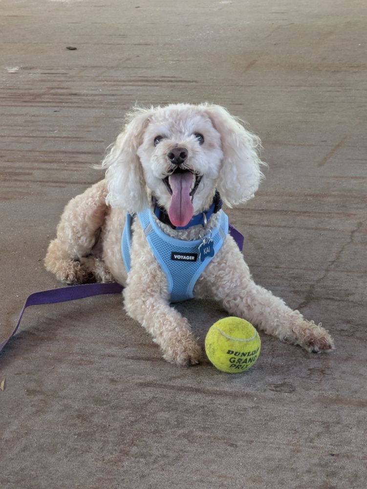 Small white dog in a blue harness lying down, tongue hanging out. He's got a tennis ball between his paws. 