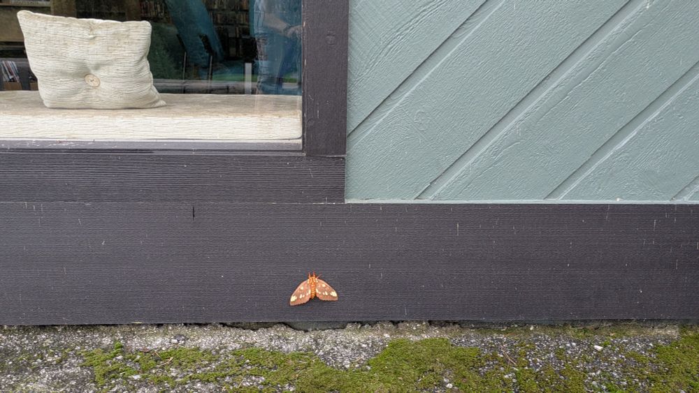 
They say this is a 
Royal Hickory Moth. 
Wingspan was about 5 or 6 inches. Red bug with complex face, ridged back and orange legs. Wings are beautiful brown with yellow spots. 

He's on a wall outside of a library. 


#NCNature