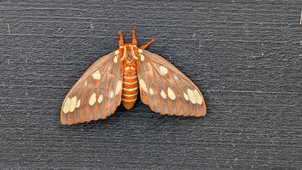 
They say this is a 
Royal Hickory Moth. 
Wingspan was about 5 or 6 inches. Red bug with complex face, ridged back and orange legs. Wings are beautiful brown with yellow spots. 


#NCNature