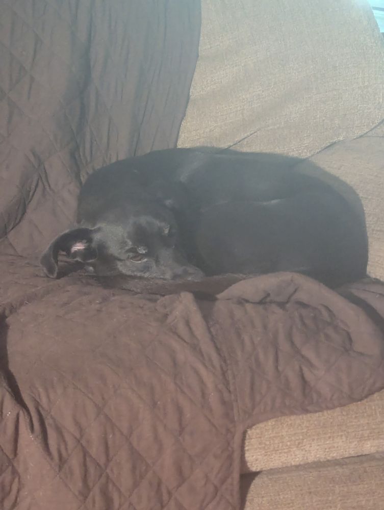 Dog curled up on couch