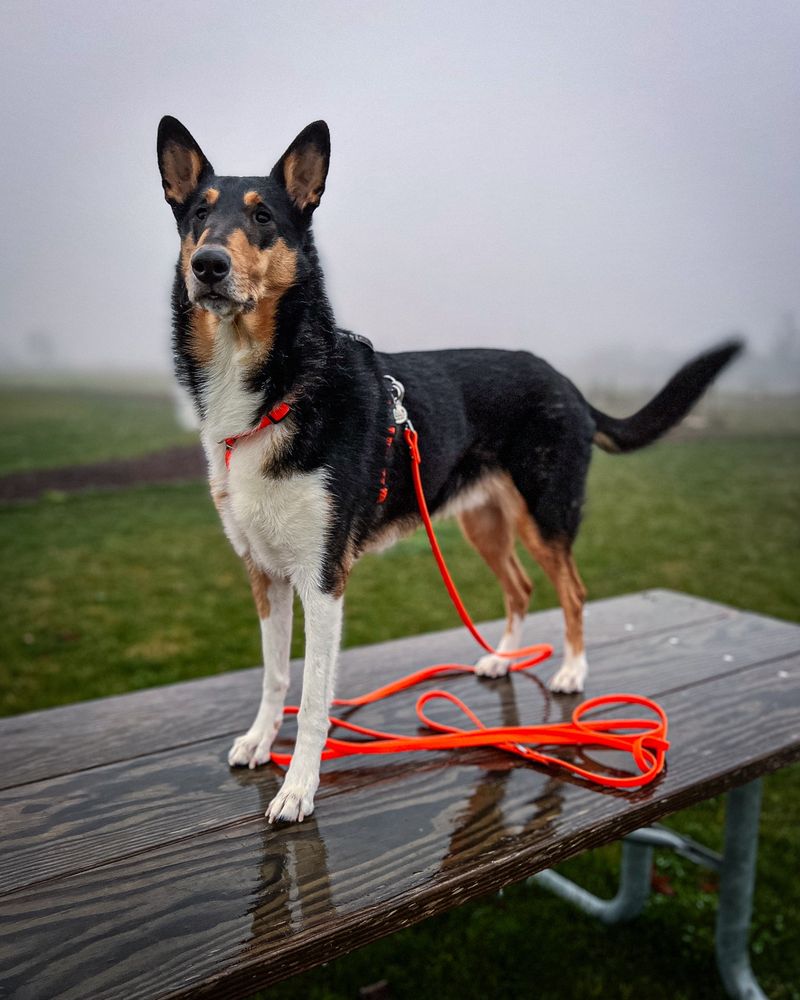 A tricolor (black, white, and tan) smooth collie stands atop a rain-soaked picnic table against a foggy background. He’s wearing a high visibility orange harness with a perfectly matching waterproof BioThane leash.