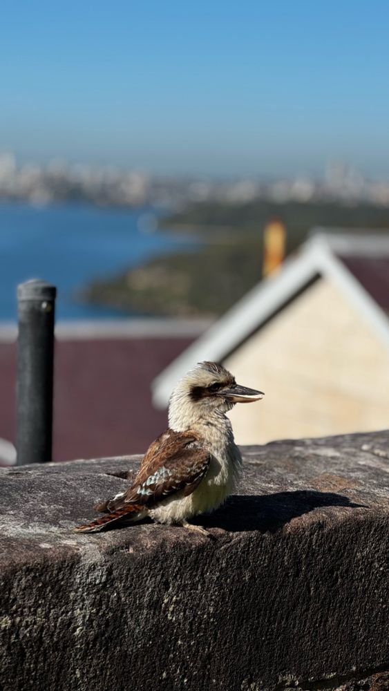 A kookaburra sits on an old sandstone wall, and in the distance is the blue sky and sea of Sydney harbour