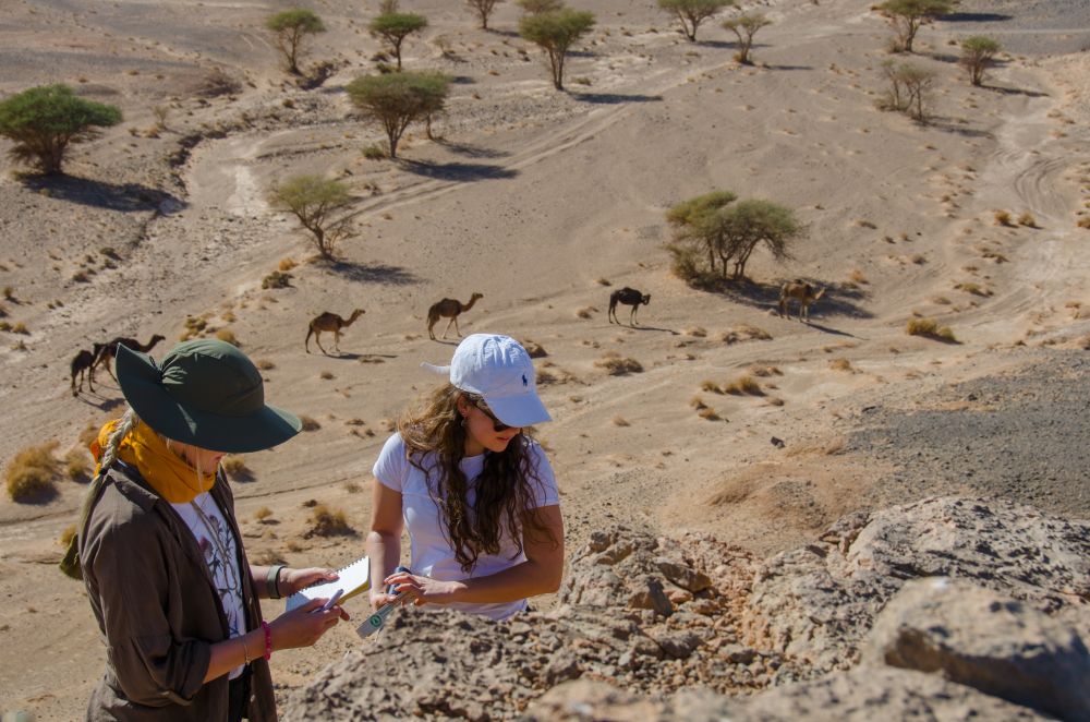 Two palaeontologists looking at an elevated rock face and taking notes. In the background, a group of five camels passes by a dry river bed in at the foot of the hill.
