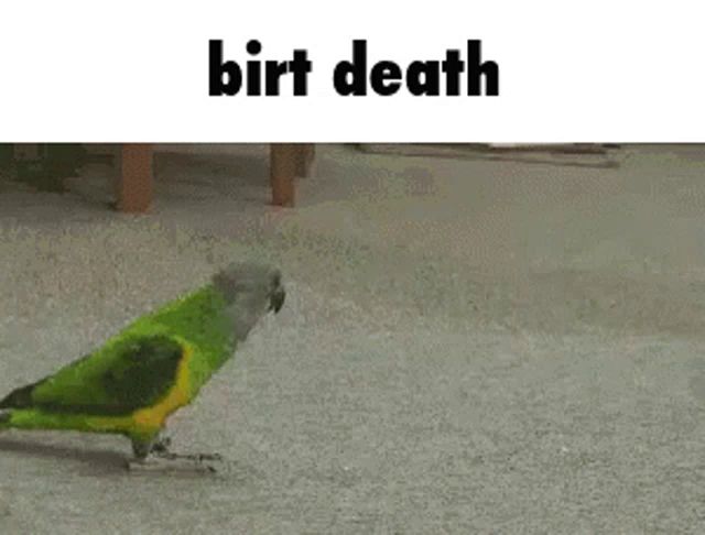 a green and yellow parrot is walking on a carpet with the words birt death written above it .