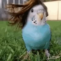 a blue parakeet with long hair standing in the grass .