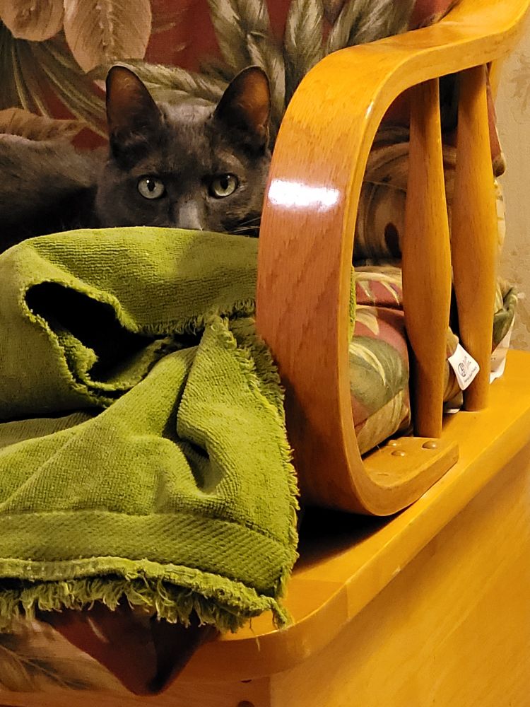 Rosie the dilute tortie cat stares with green eyes above a green blanket, on her rocking chair, saying "Release the Epstein Files"