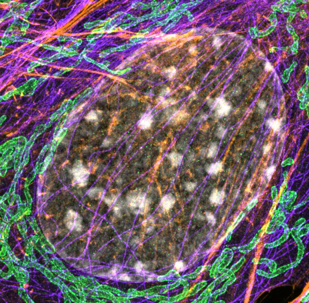Four channel maximum intensity projection of an expanded NIH 3T3 fibroblast imaged with Zeiss Airyscan.  DNA displayed in white. Mitochondrial outer membrane displayed in green. F-actin displayed in orange. alpha-tubulin displayed in purple.
