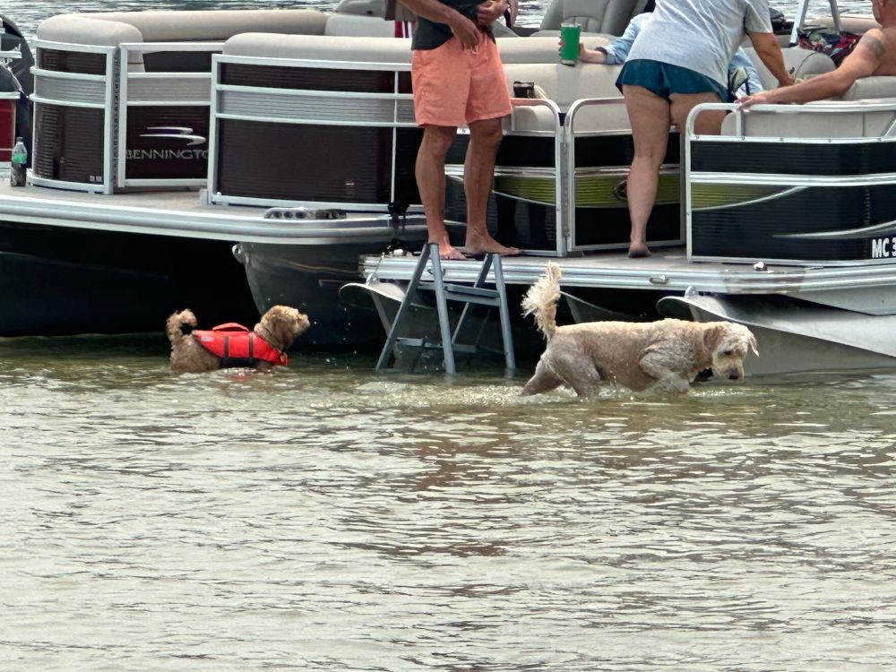 A puppy in a red lifejackets stands in shallow water next to a pontoon boat. A bigger dog, shaggy and blonde, too big to need a life jacket, stands nearby.
