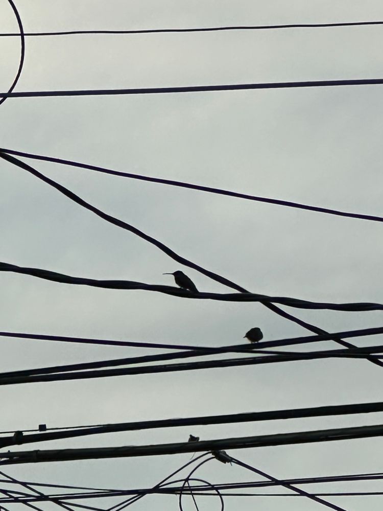 The silhouette of a hummingbird on a power line, with its long, thin, curved beak.