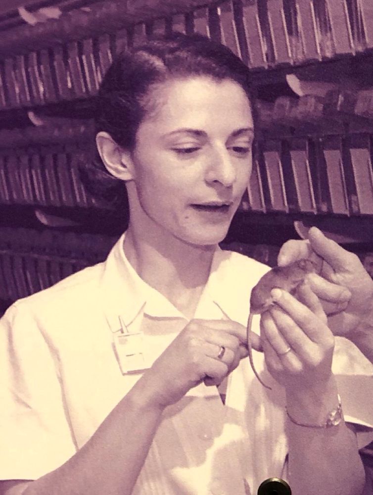 A young Liane Russell working with a mouse. She is in a lab, wearing a white shirt. Someone outside the frame of the picture is also touching the mouse. Image: @ORNL