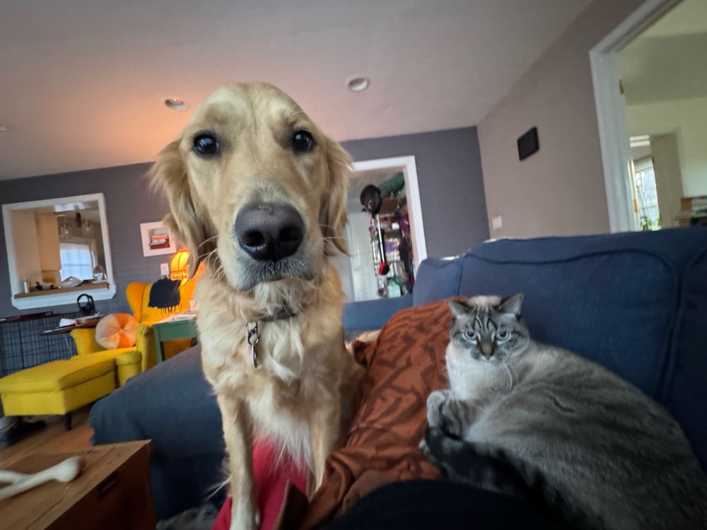 A golden retriever and a cat staring at me while we all share the sofa together. 