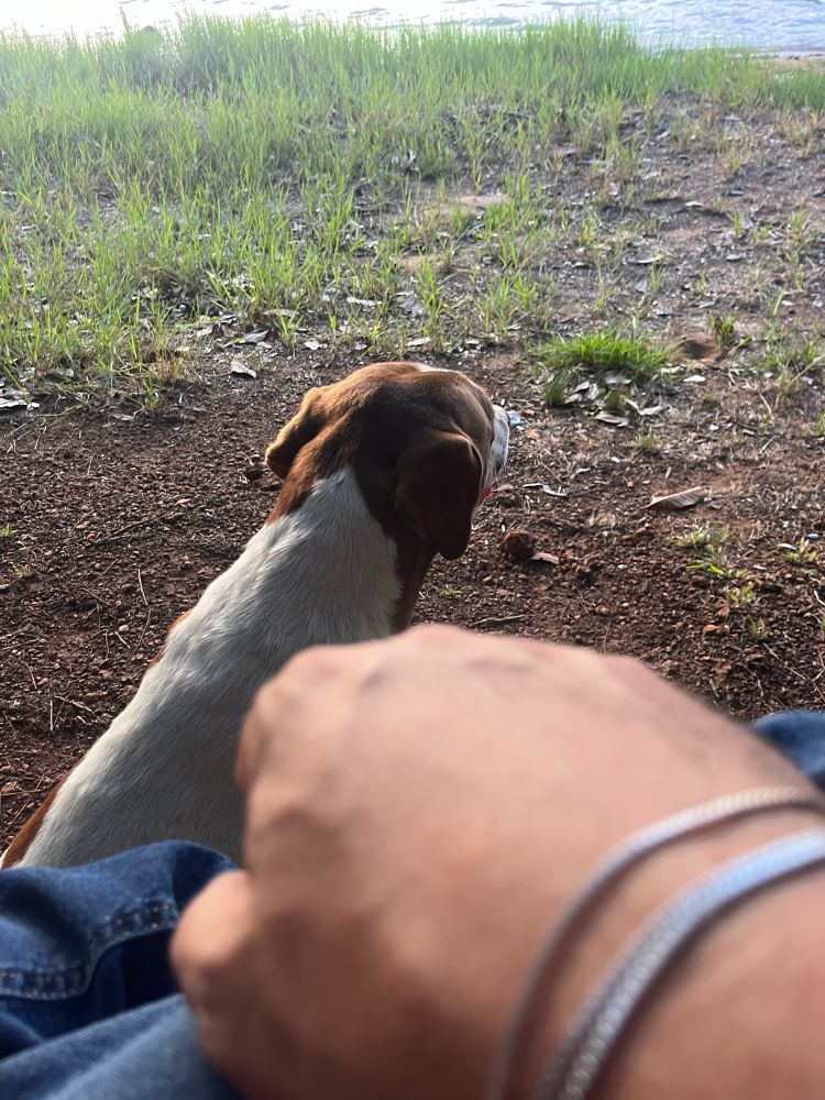 Cão malhado com minha mão em primeiro plano.