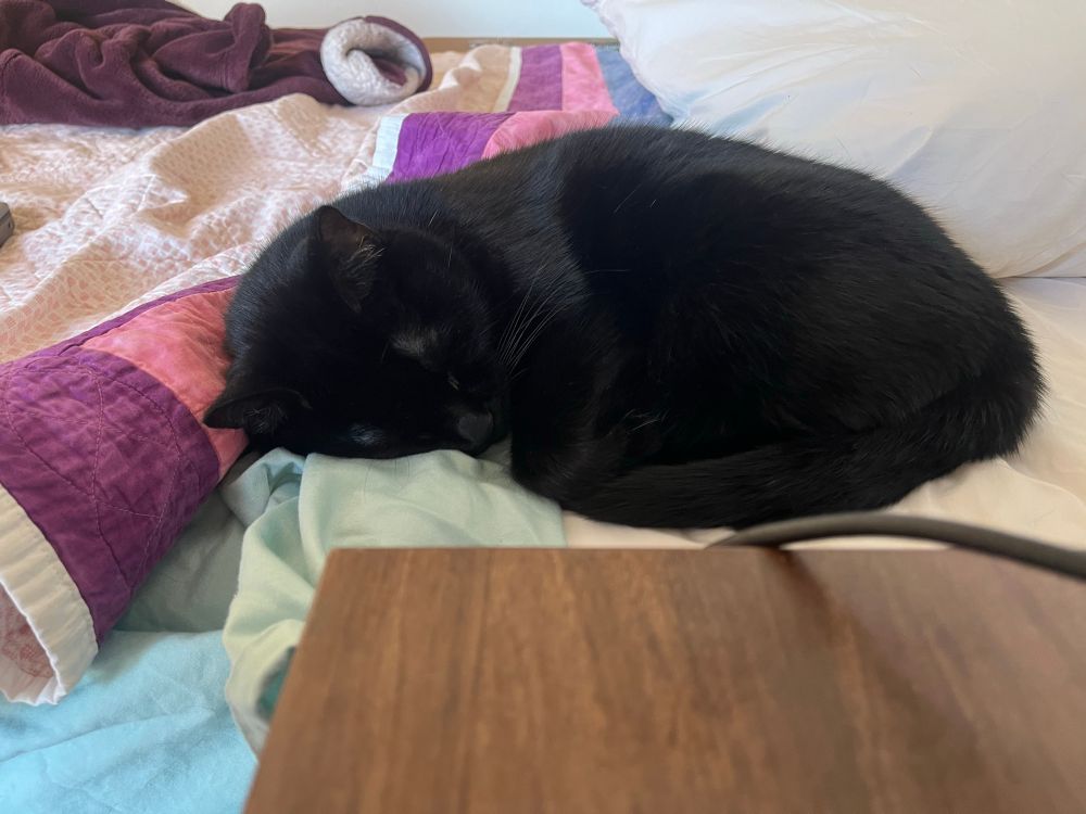 Black cat curled up on a bed