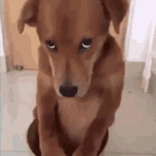 a brown dog is standing on its hind legs on a tiled floor looking at the camera .