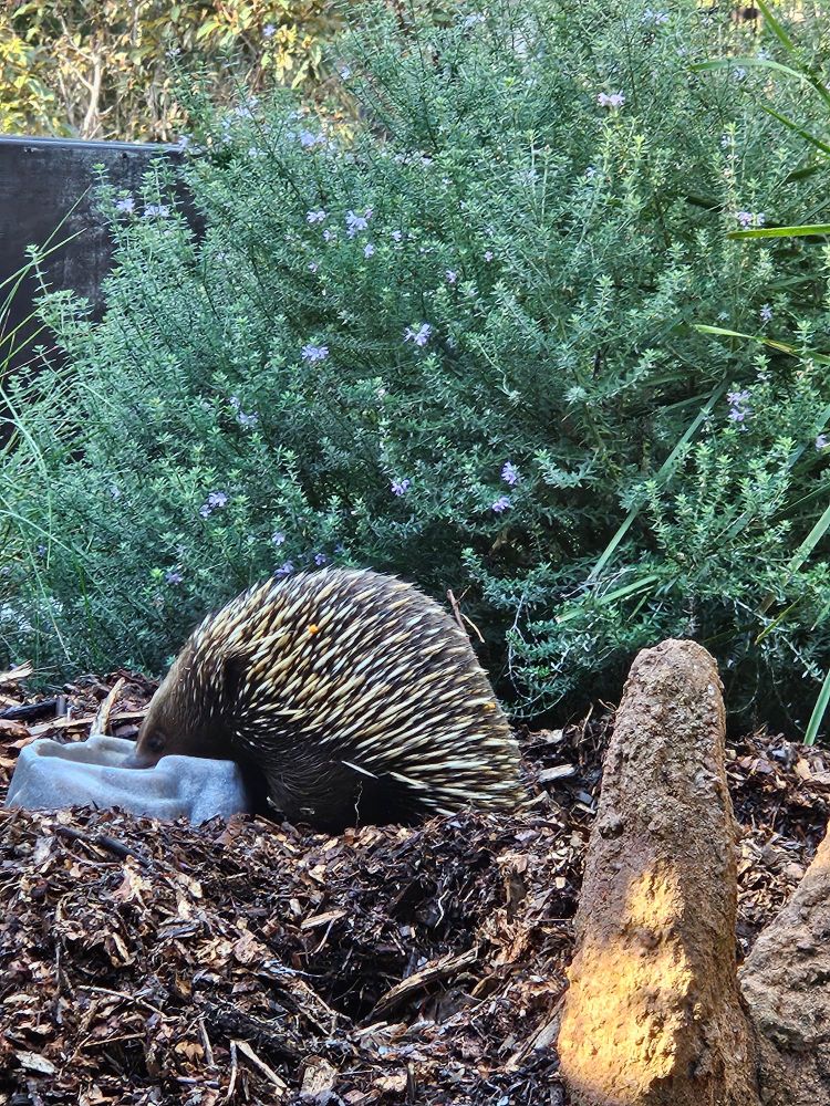 Echidna 