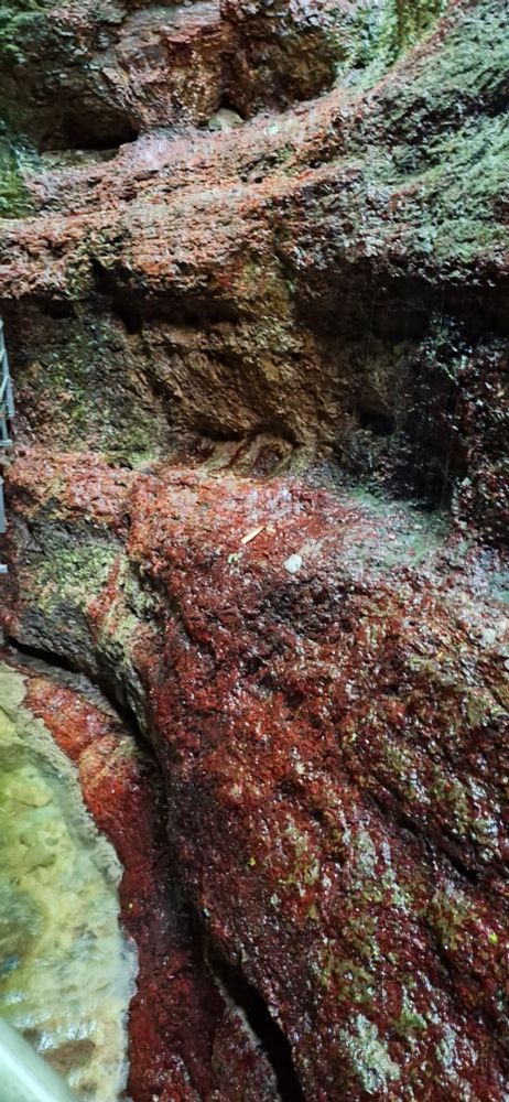 Red algae on the lower part of a ravine, seen from up close