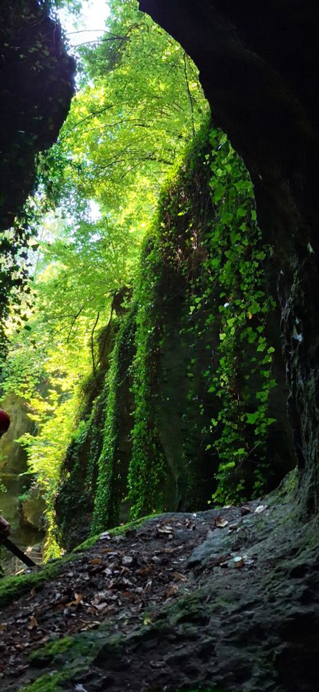 Ivy vines on a ravine
