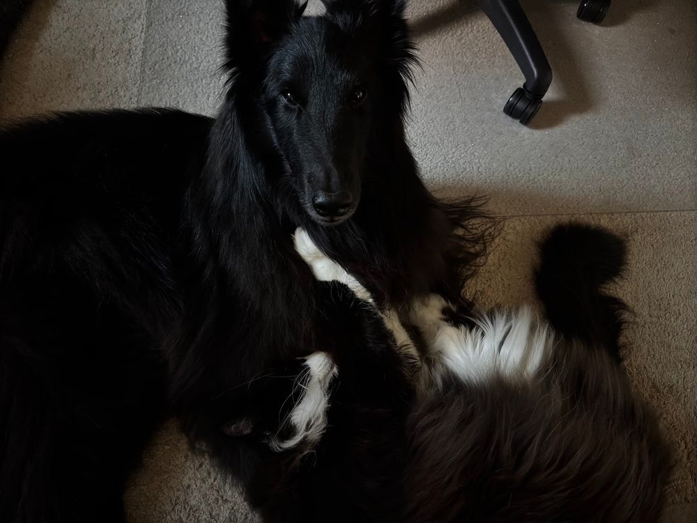 A kitty is trying to play with a dog on the floor. 