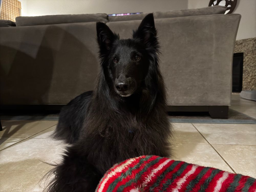 Puppy laying down with a candy cane toy.