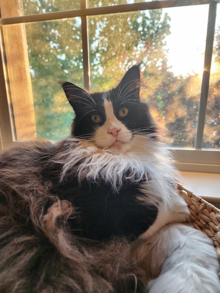 Kitty in a cat tree in front of a window.
