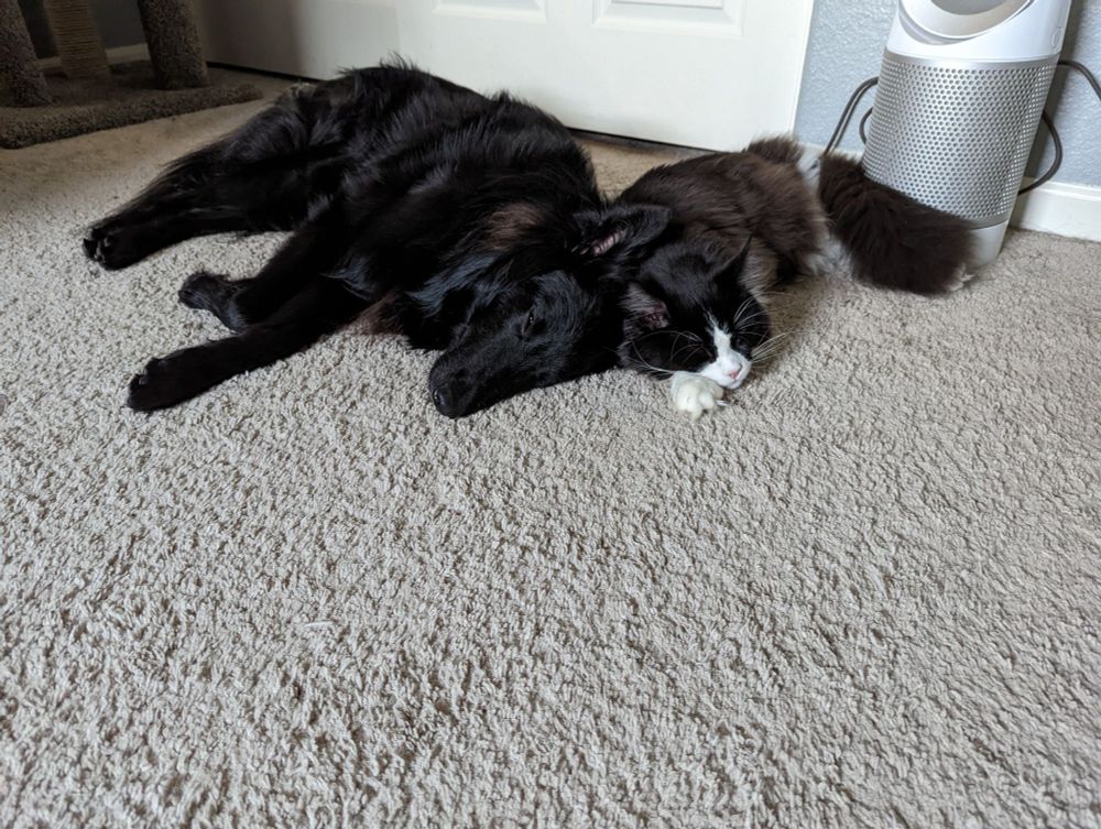 Dog and a cat sleeping on the floor next to a fan. 