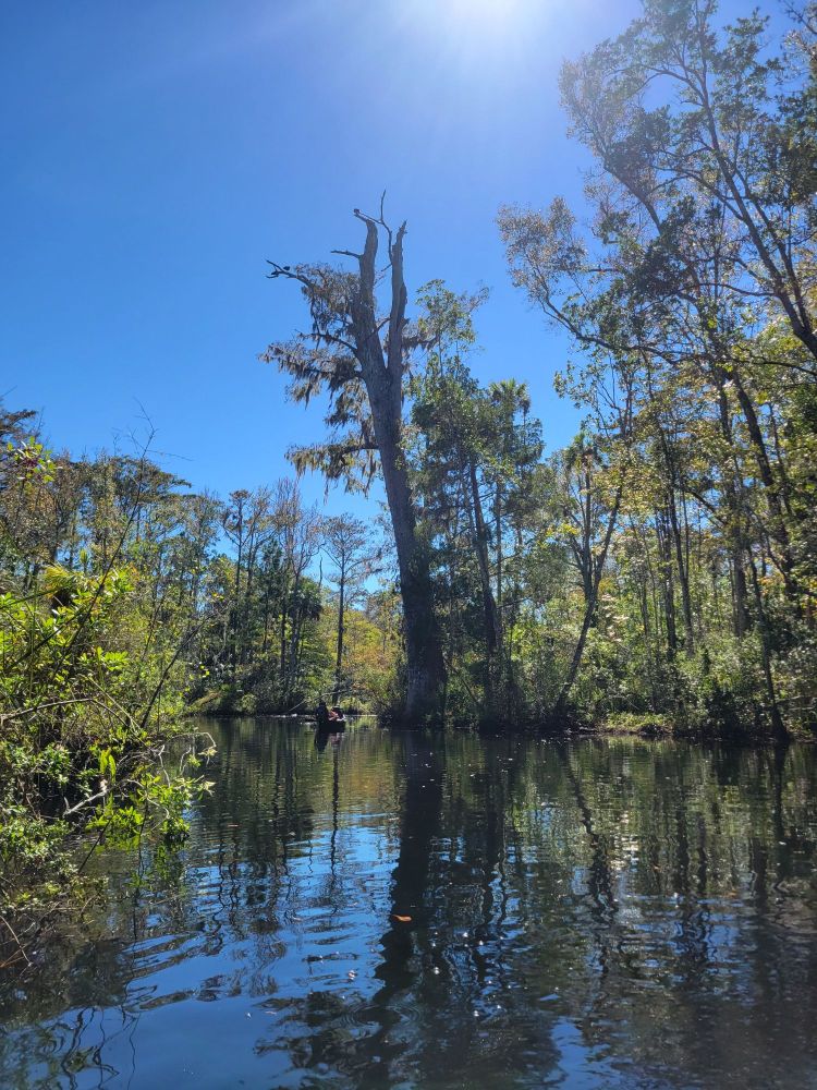Large cypress tree on the Waccasassa River.