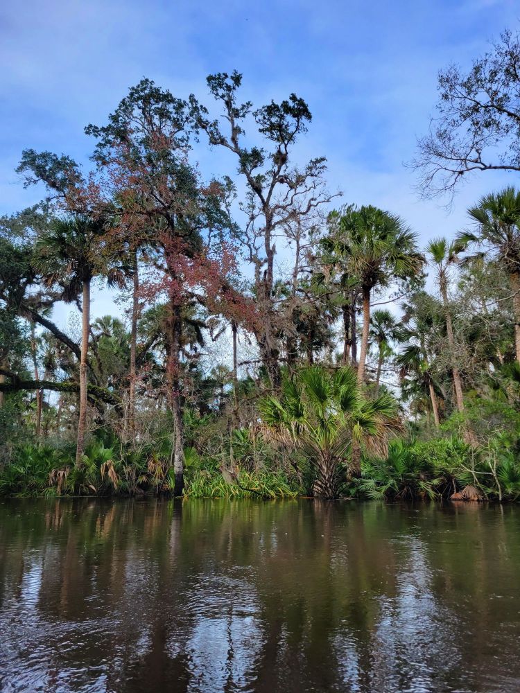The scenery at Haw Creek Preserve State Park
