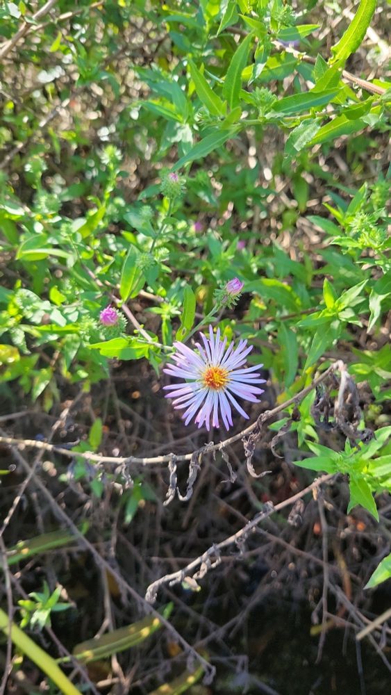 Climbing aster proving some fall color