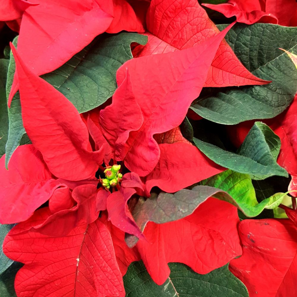 Photo of bright red poinsettias. The flowers are the small yellow green globes at the center. The red "flowers" are actually leaves or bracts.